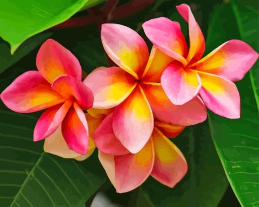 Pink And Orange Frangipani Plumeria Flowers Paint By Number