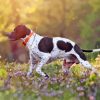Pointer Hunting Dog Paint By Number