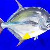Pompano Fish Underwater Art Paint By Number