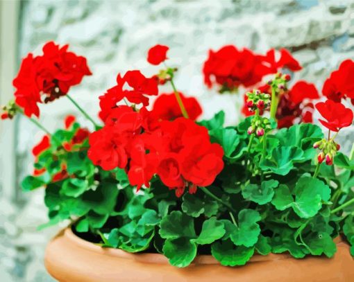 Red Geranium Flower Plant Pot Paint By Number