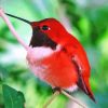 Red Hummingbird Paint By Number