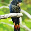 Red Tailed Black Cockatoo On Tree Paint By Numbers