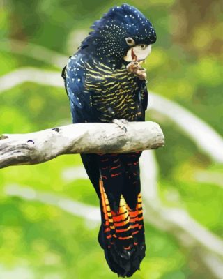 Red Tailed Black Cockatoo On Tree Paint By Numbers