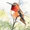 Rufous Hummingbird Arts Paint By Numbers