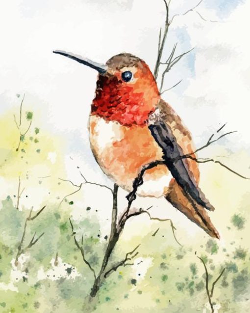 Rufous Hummingbird Arts Paint By Numbers