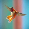 Rufous Hummingbird Flying Bird Paint By Numbers