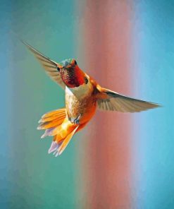 Rufous Hummingbird Flying Bird Paint By Numbers