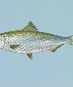 Skipjack Fish Paint By Numbers