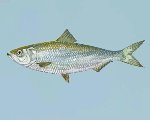 Skipjack Fish Paint By Numbers