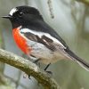 The Scarlet Robin Paint By Numbers