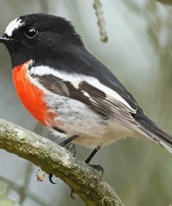 The Scarlet Robin Paint By Numbers