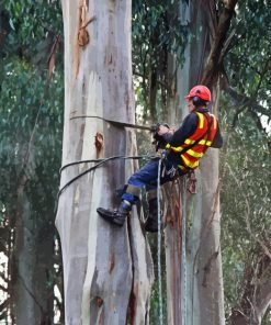 The Arborist Man Paint By Number