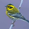 Townsend Warbler On Stick Paint By Numbers