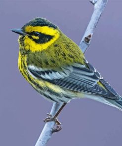 Townsend Warbler On Stick Paint By Numbers