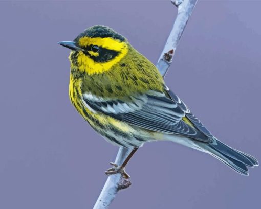 Townsend Warbler On Stick Paint By Numbers