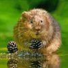 Water Vole Paint By Number
