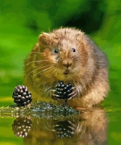 Water Vole Paint By Number