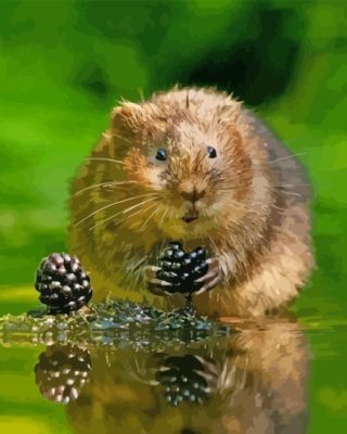 Water Vole Paint By Number