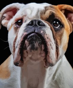 White Old English Bulldog Paint By Number