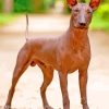 Xoloitzcuintle Hairless Dog Paint By Number