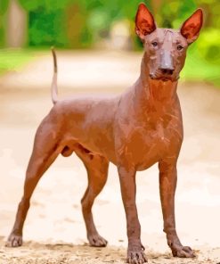 Xoloitzcuintle Hairless Dog Paint By Number