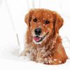 Adorable Golden Retriever Dog In Snow Paint By Number