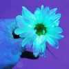 Beautiful Blue Glowing Flower Paint By Numbers
