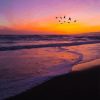 Birds Flying Over The Beach At Sunset Paint By Number