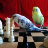 Birds Playing Chess Paint By Number