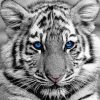 Black And White Baby Tigers With Blue Eyes Paint By Number