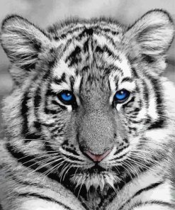 Black And White Baby Tigers With Blue Eyes Paint By Number