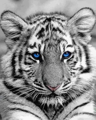 Black And White Baby Tigers With Blue Eyes Paint By Number