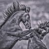 Black And White Fighting Horse Paint By Number