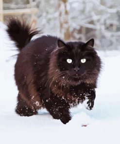 Black Cat In Snow Paint By Numbers