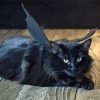 Black Cat With Bat Wings Paint By Numbers