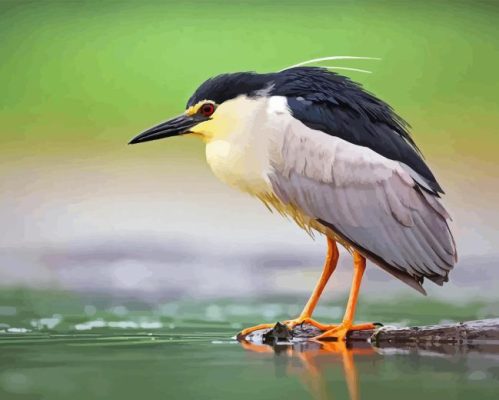 Black Crowned Night Heron Paint By Number