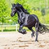 Black Horse Friesian Paint By Numbers