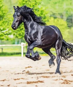 Black Horse Friesian Paint By Numbers