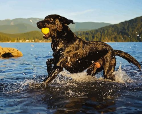 Black Labrador Retriever In Water Paint By Number