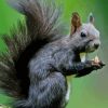 Black Squirrel Paint By Number