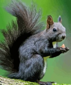 Black Squirrel Paint By Number