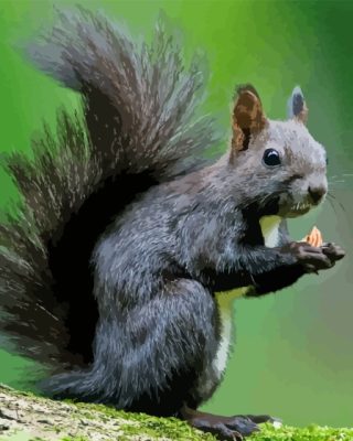 Black Squirrel Paint By Number