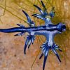 Blue Dragon Glaucus Paint By Number