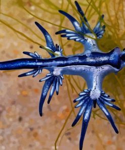 Blue Dragon Glaucus Paint By Number