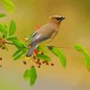 Bombycilla Waxwing Paint By Number