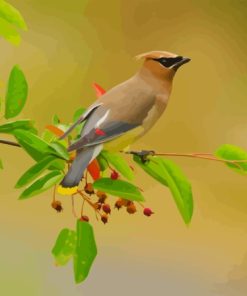 Bombycilla Waxwing Paint By Number