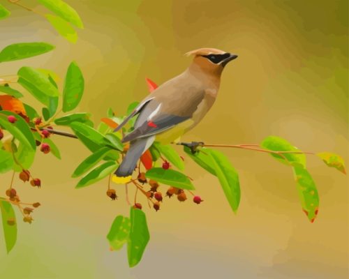 Bombycilla Waxwing Paint By Number