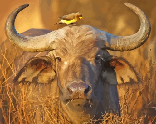 Buffalo And Bird Paint By Number