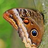 Caligo Owl Butterfly Paint By Number