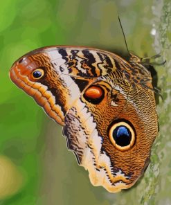 Caligo Owl Butterfly Paint By Number